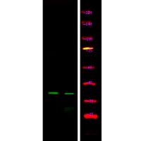 Connexin 43 (Phospho-Ser279) Antibody