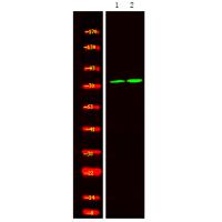 Calpain 2 (Phospho-Ser50) Antibody