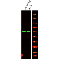 MAZ (Phospho-Thr72) Antibody