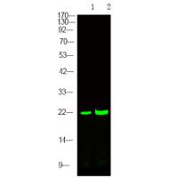 p21 Cip1 (Phospho-Ser129) Antibody
