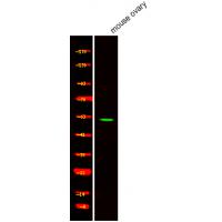 STF-1 (Phospho-Ser203) Antibody