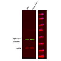 Cyclin E1 (Phospho-Ser399) Antibody