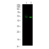 p56 Dok-2 (Phospho-Tyr139) Antibody