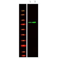 GRK1/2 (Phospho-Tyr13) Antibody