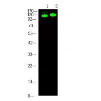 RBL2 (Phospho-Thr642) Antibody