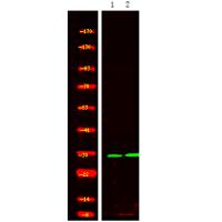 14-3-3σ (Phospho-Ser186) Antibody