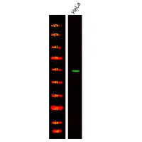 EIF5 (Phospho-Ser389+Ser390) Antibody