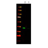 PDHA1/2 (Phospho-Ser293/291) Antibody