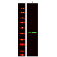 Rad2/FEN1 (Phospho-Ser187) Antibody
