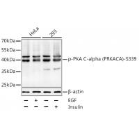 PKAα CAT (Phospho-Ser338) Antibody
