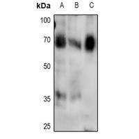 Smad4 (Phospho-Thr276) Antibody