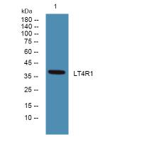 LT4R1 Antibody