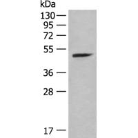 PCTK3 Antibody
