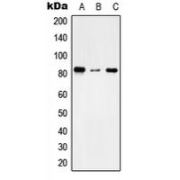 TMC7 Antibody