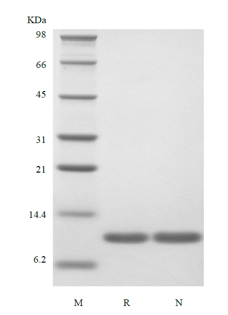 Recombinant Human Interleukin-13, Variant