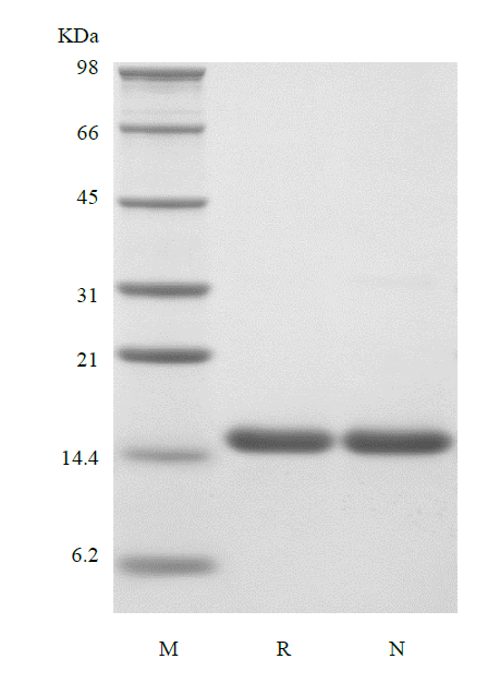 Recombinant Human Interleukin-16, 130 a.a.