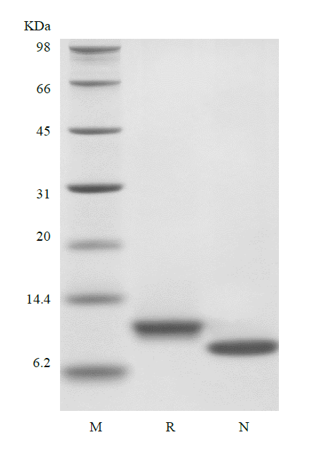 Recombinant Human DES1-3 Insulin-like Growth Factor 1