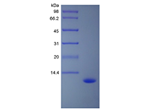 Recombinant Human Macrophage Inflammatory Protein-5/CCL15