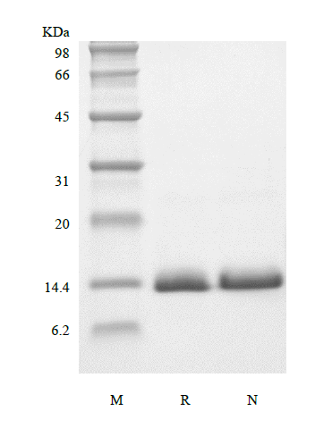 Recombinant Human Parathyroid Hormone-related Protein