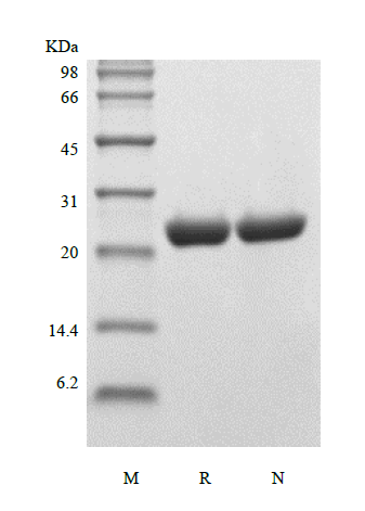 Recombinant Human Apolipoprotein A-I