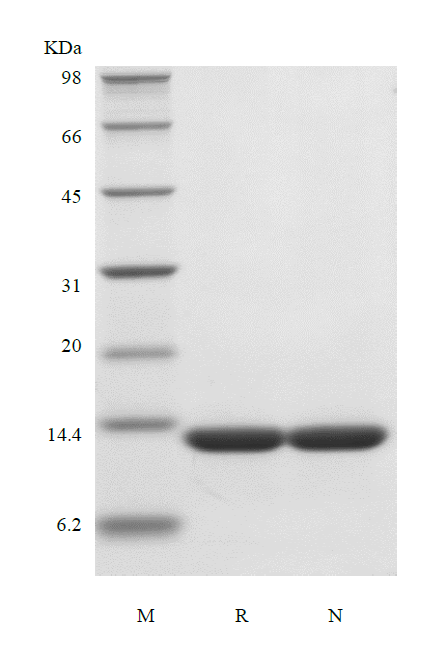 Recombinant HBV Surface Antigen-preS1