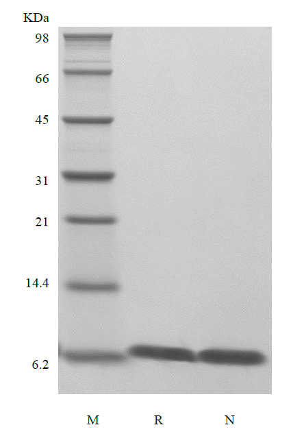 Recombinant HBV Surface Antigen-preS2