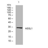 Mouse Low Density Lipoprotein Receptor Related Protein 6 (LRP6) ELISA Kit