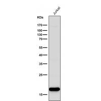 CD3 zeta Rabbit mAb