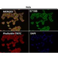 CD223 Rabbit mAb