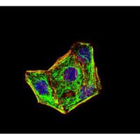 E-Cadherin Monoclonal Antibody