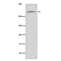 Von Willebrand Factor Rabbit mAb