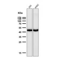 AZI2 Rabbit mAb