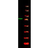 STAT4 (Phospho-Ser721) Antibody