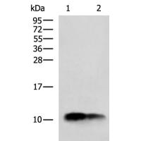 Cytochrome c Oxidase 7C Antibody