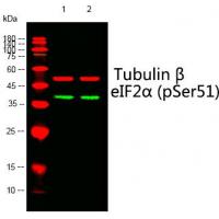 eIF2a(Phospho-Ser51) Antibody
