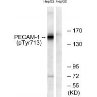 PECAM-1 (Phospho-Tyr713) Antibody