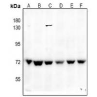 SHP-2(Ab-542) Antibody
