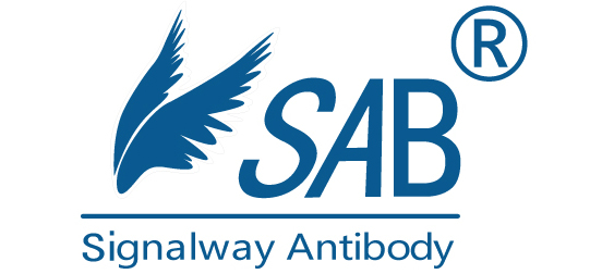 GATA3 Antibody