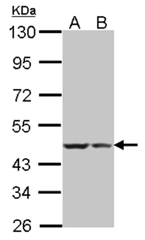 BRE antibody