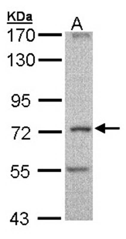 DNAI2 antibody