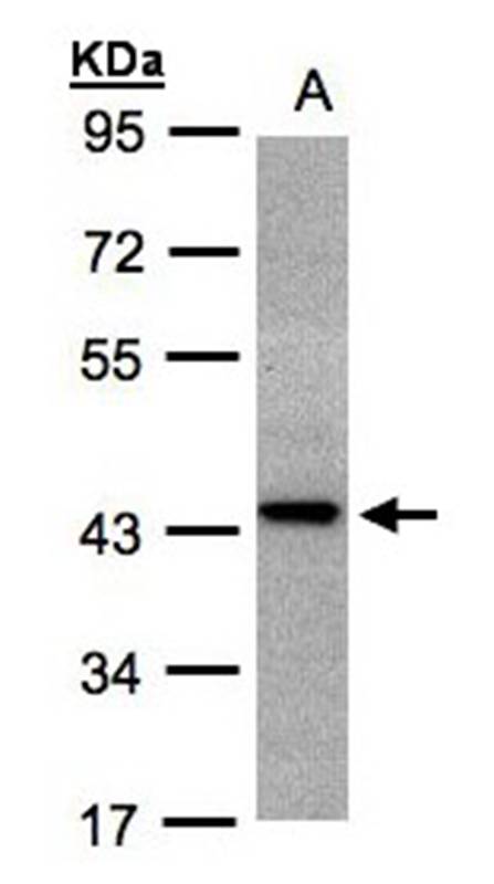 ST3GAL2 antibody