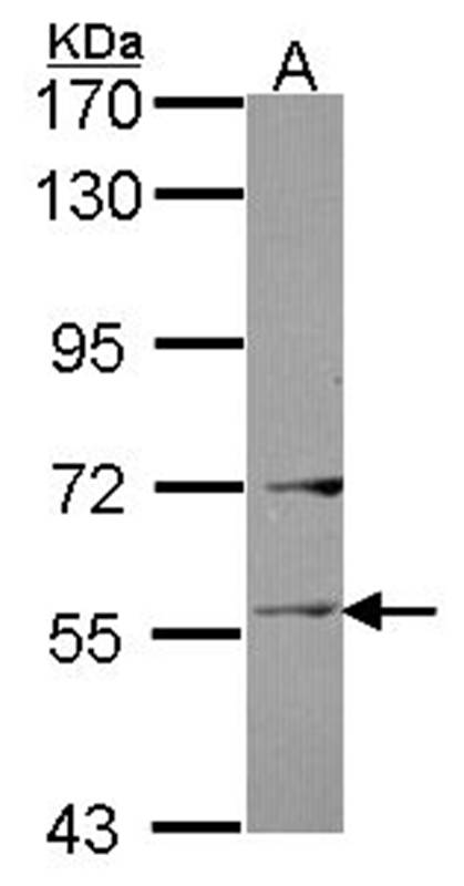 Ladinin 1 antibody