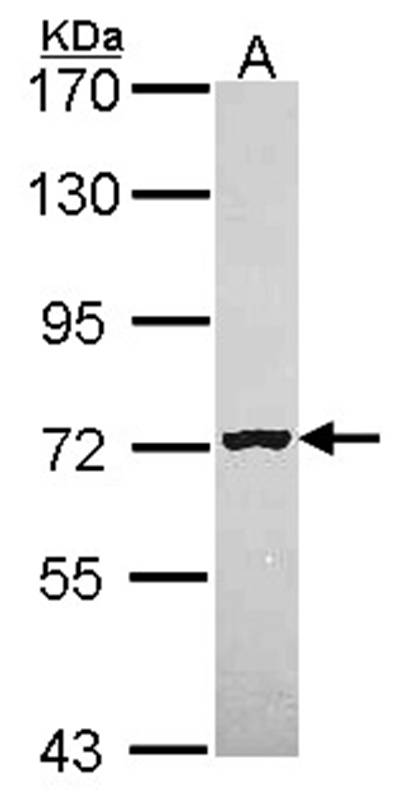 MAN1B1 antibody