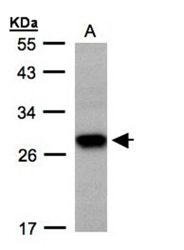 Tetraspan 1 antibody