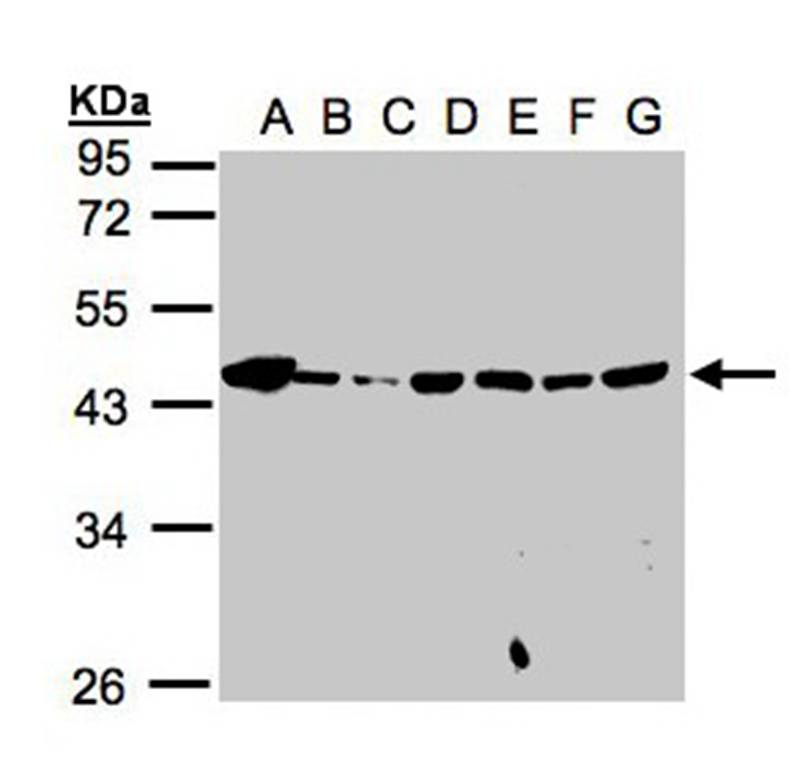MPI antibody