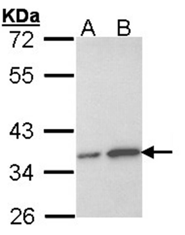 OTUB1 antibody