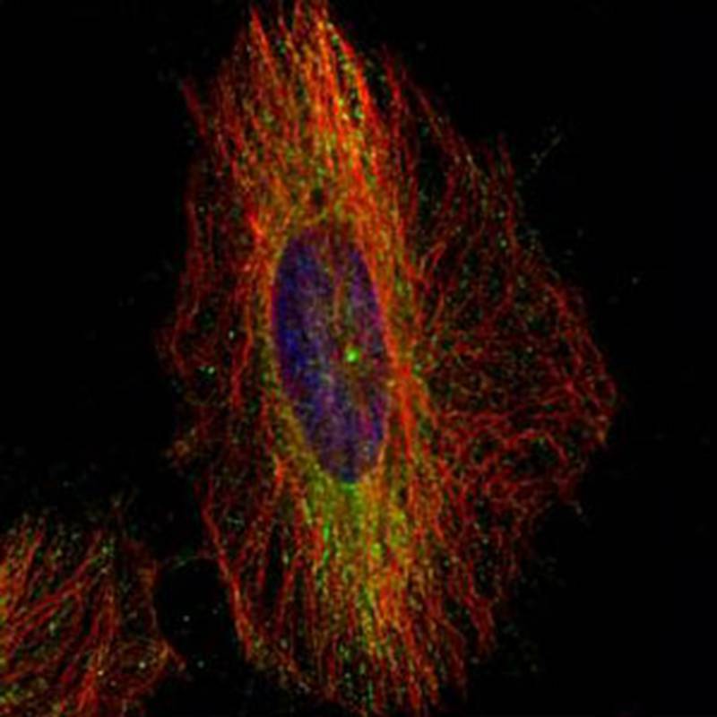 dynactin 1 antibody