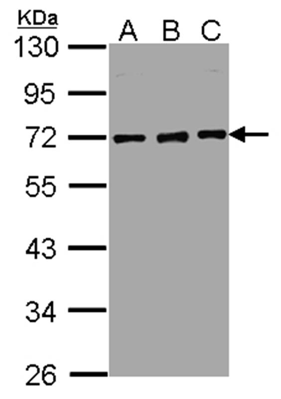 nucleoporin p62 antibody