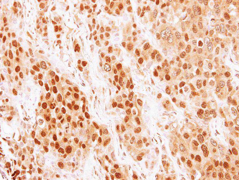 COMMD7 antibody