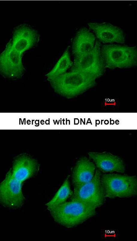 UAP1 antibody